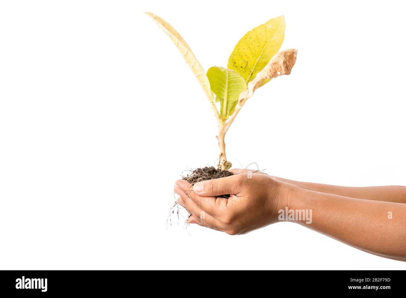 Close up hand holding dead young plant (Tobacco Tree) isolated on white background Stock Photo