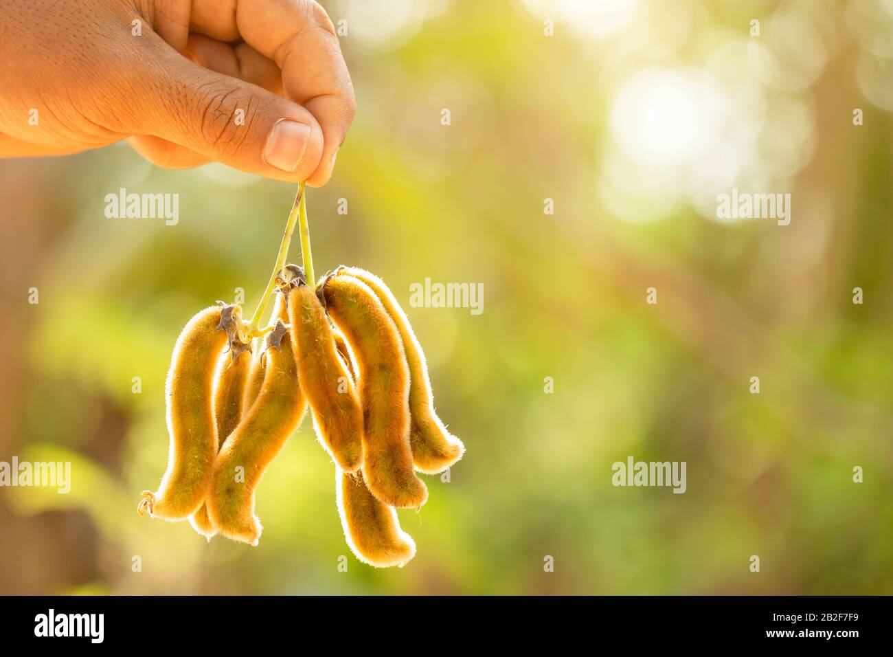 Close up hand holding bunch of Mucuna pruriens on garden blur background Stock Photo