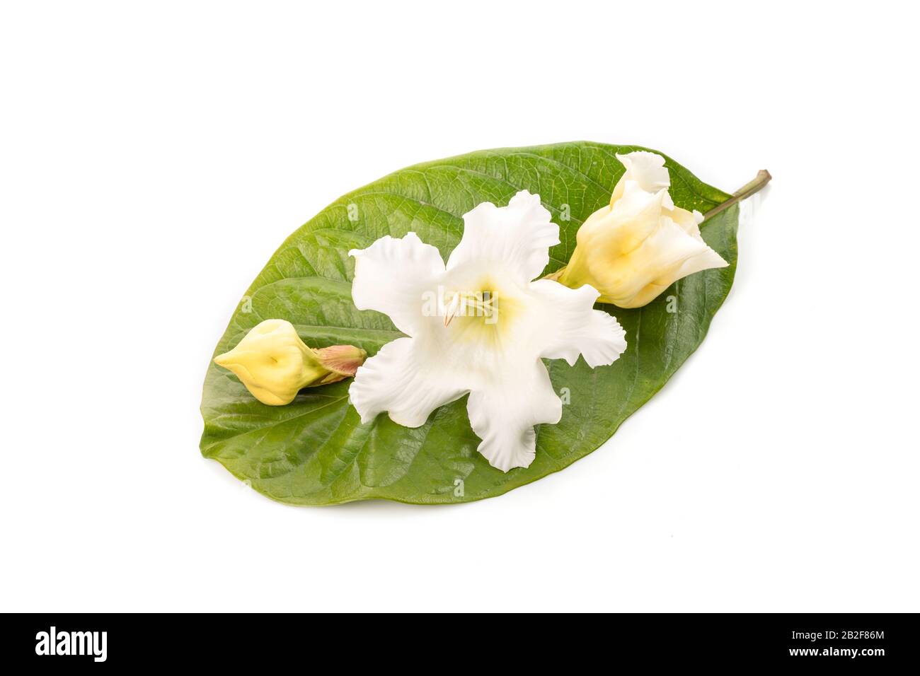 White fresh Easter Lily Vine, Herald trumpet, Nepal Trumpet or Hirunika flower in Thai name isolated on white background Stock Photo