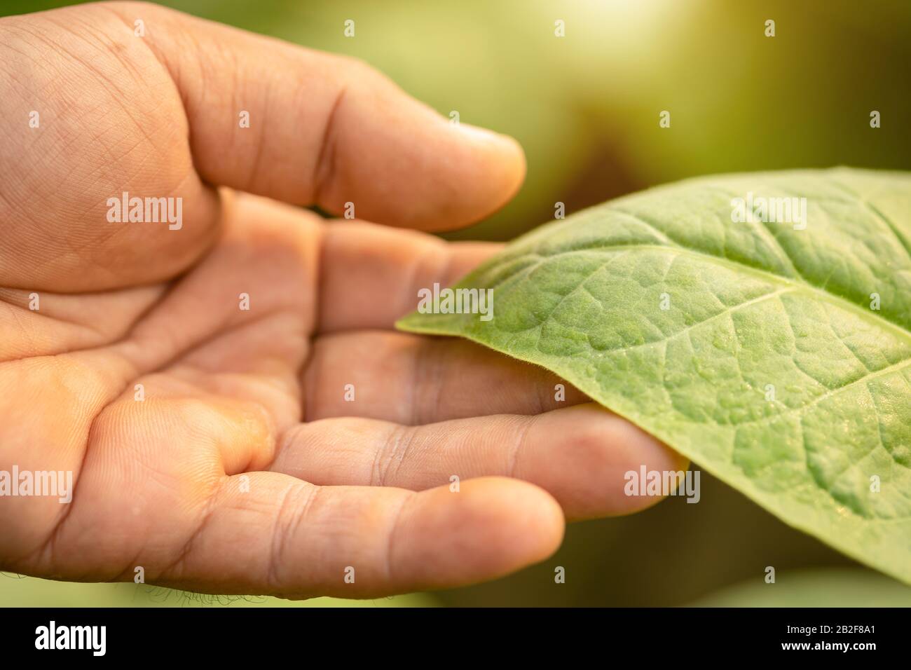 Close up hand of agriculturist touching leaf of tobacco tree in sunrise or sunset time. Growthing plant and take care concept Stock Photo