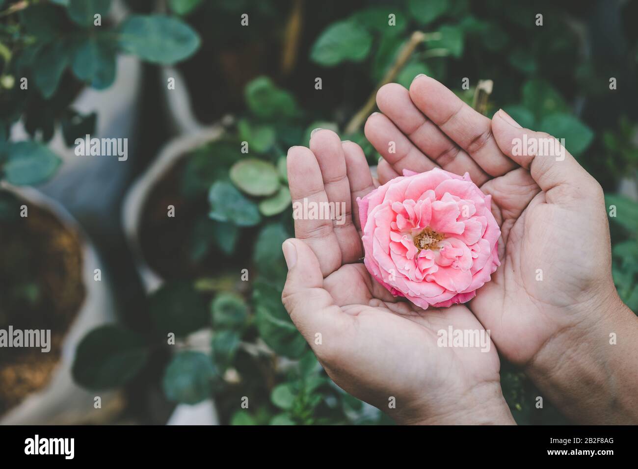 Hand of woman holding pink bloom rose in garden. Home gardening concept Stock Photo