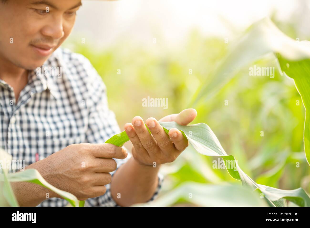 Asian farmer working in the field of corn tree and research or checking problem about aphis or worm eating on corn leaf after planting Stock Photo