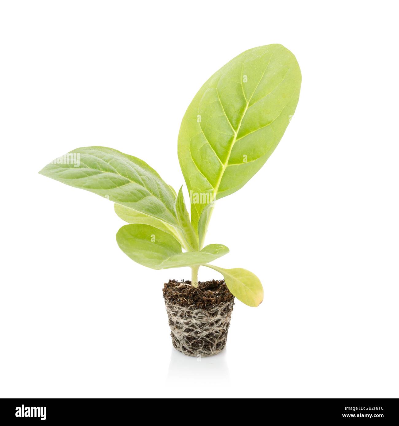 Young of green tobacco tree with seeding soil isolated on white background Stock Photo