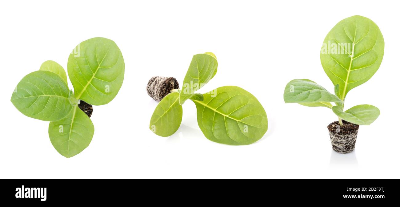 Young of green tobacco tree with seeding soil isolated on white background Stock Photo