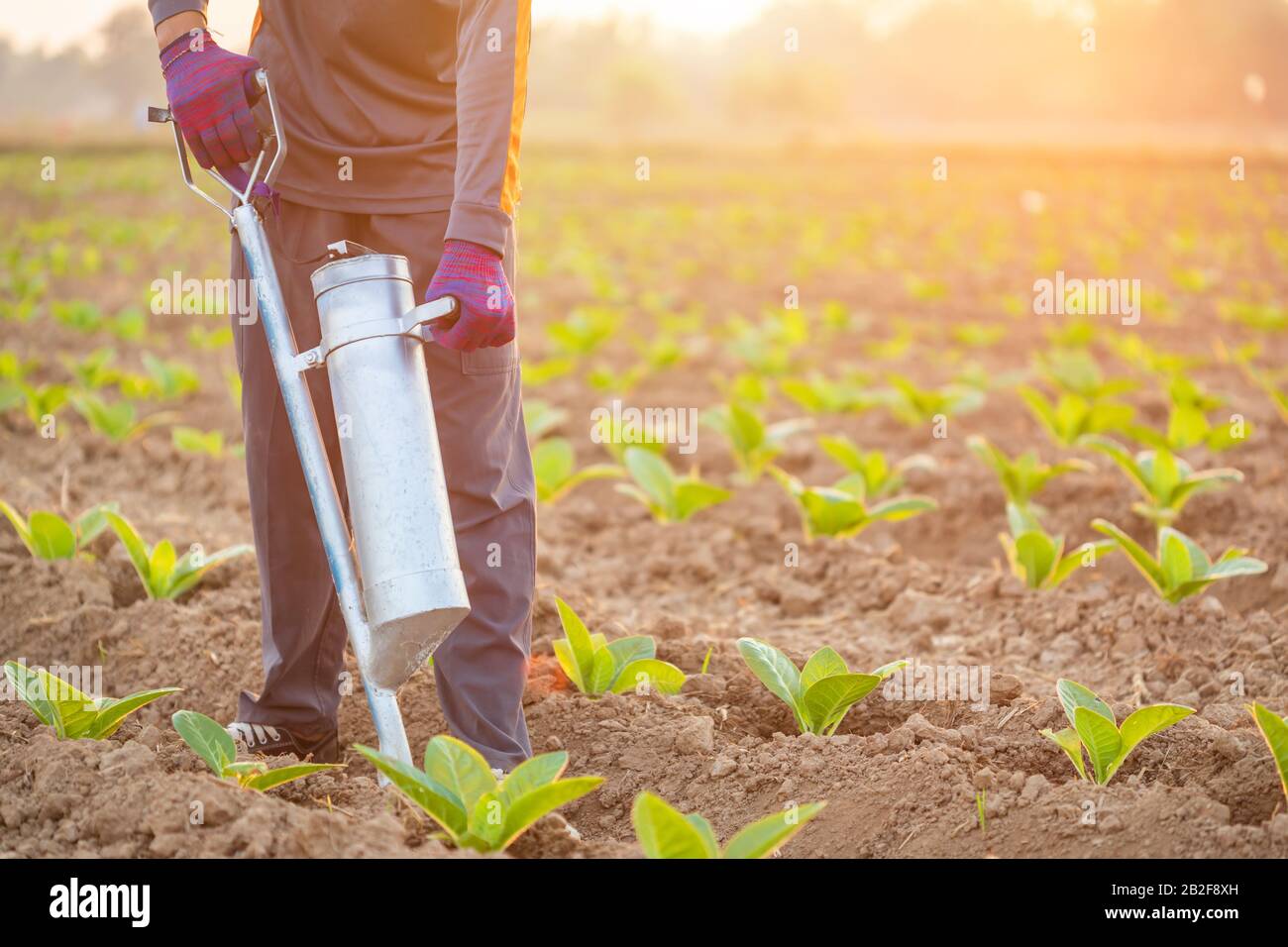 Asian farmer working in the field and giving fertilizer by digging tool into the soil for young tobacco tree Stock Photo