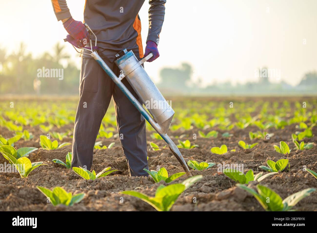 Asian farmer working in the field and giving fertilizer by digging tool into the soil for young tobacco tree Stock Photo