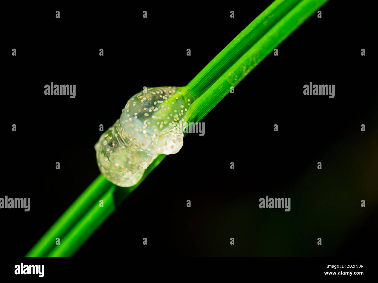 Caddisfly jellyeggs above a forest stream (Glyphotaelius pellucidus