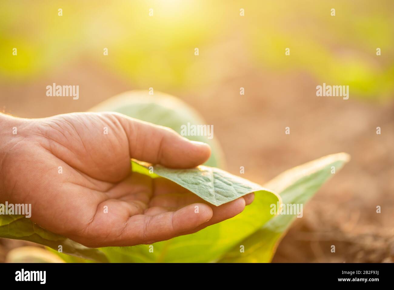 Close up hand of agriculturist touching leaf of tobacco tree in sunrise or sunset time. Growthing plant and take care concept Stock Photo