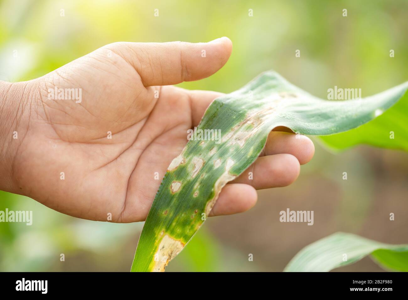 Asian farmer working in the field of corn tree and research or checking problem about aphis or worm eating on corn leaf after planting Stock Photo