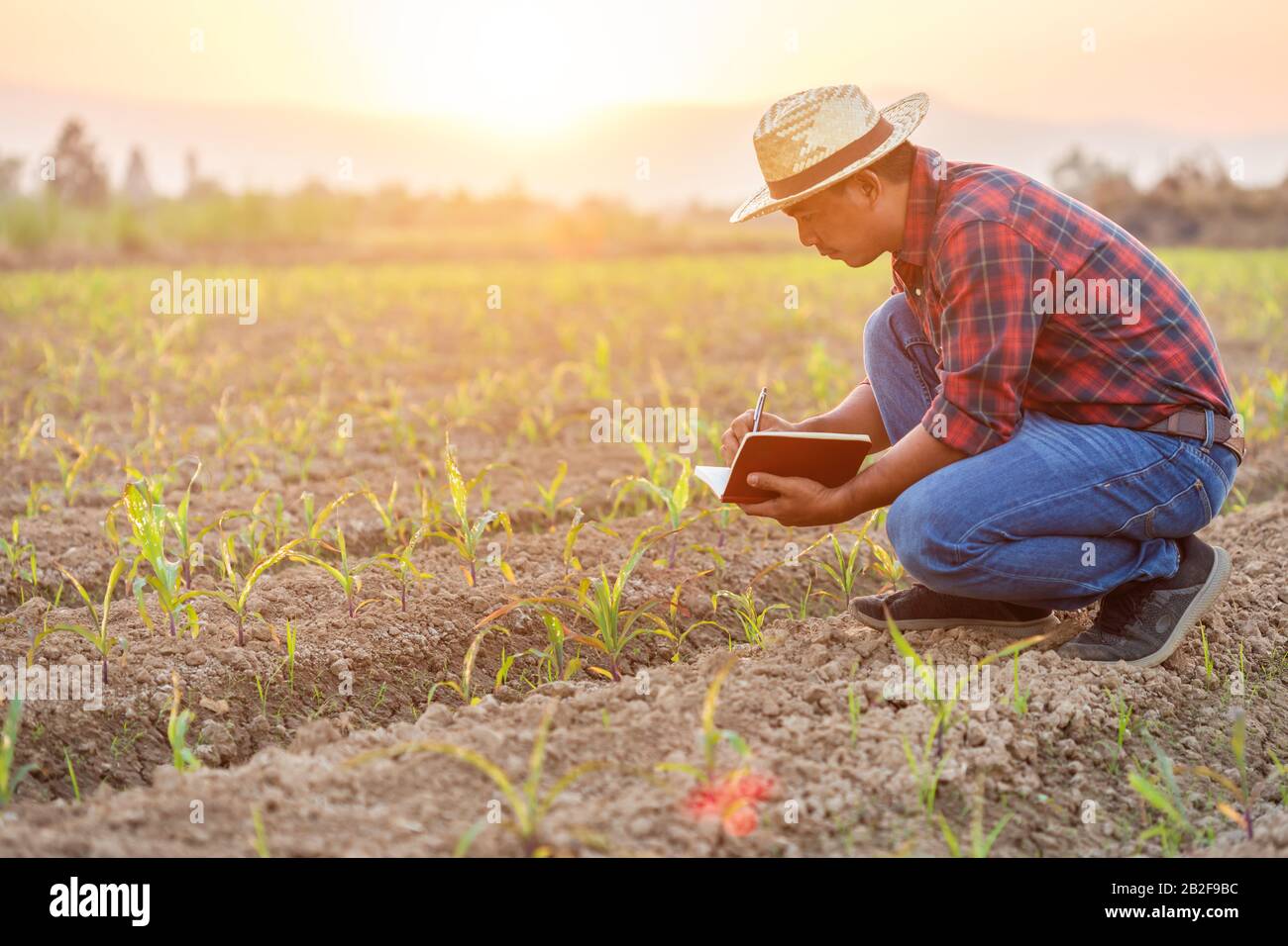 Asian young farmer or academic working in the field of young corn tree. Research or checking the problem after planting Stock Photo