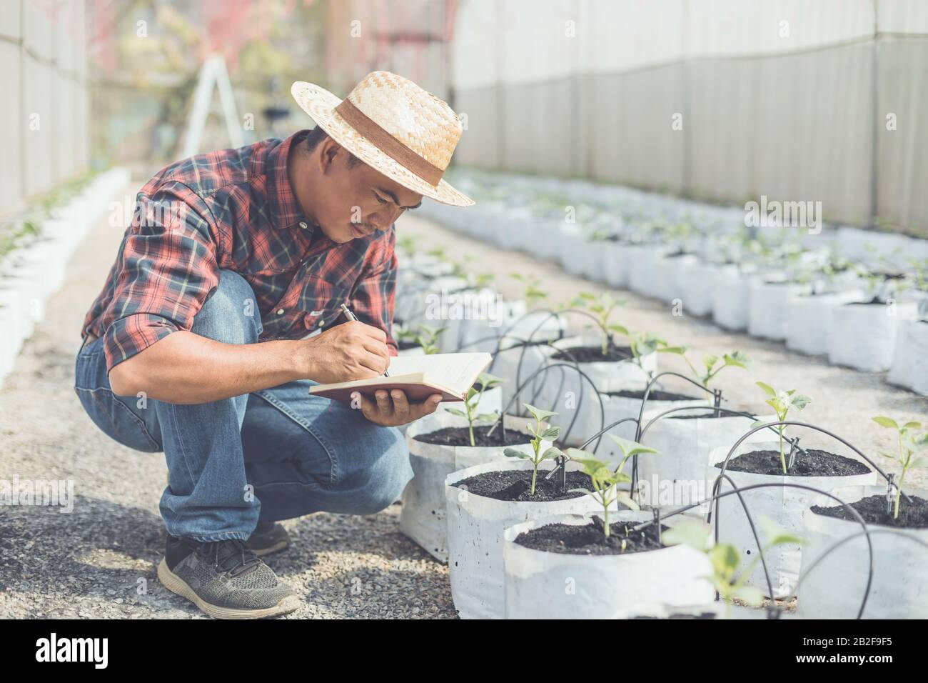 Asian young farmer or academic working in the farm of young green melon. Research or checking after planting concept Stock Photo