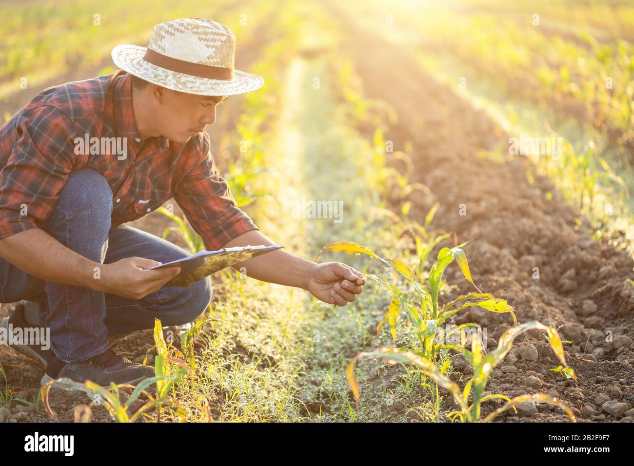 Asian young farmer or academic working in the field of young corn tree. Research or checking the problem after planting Stock Photo