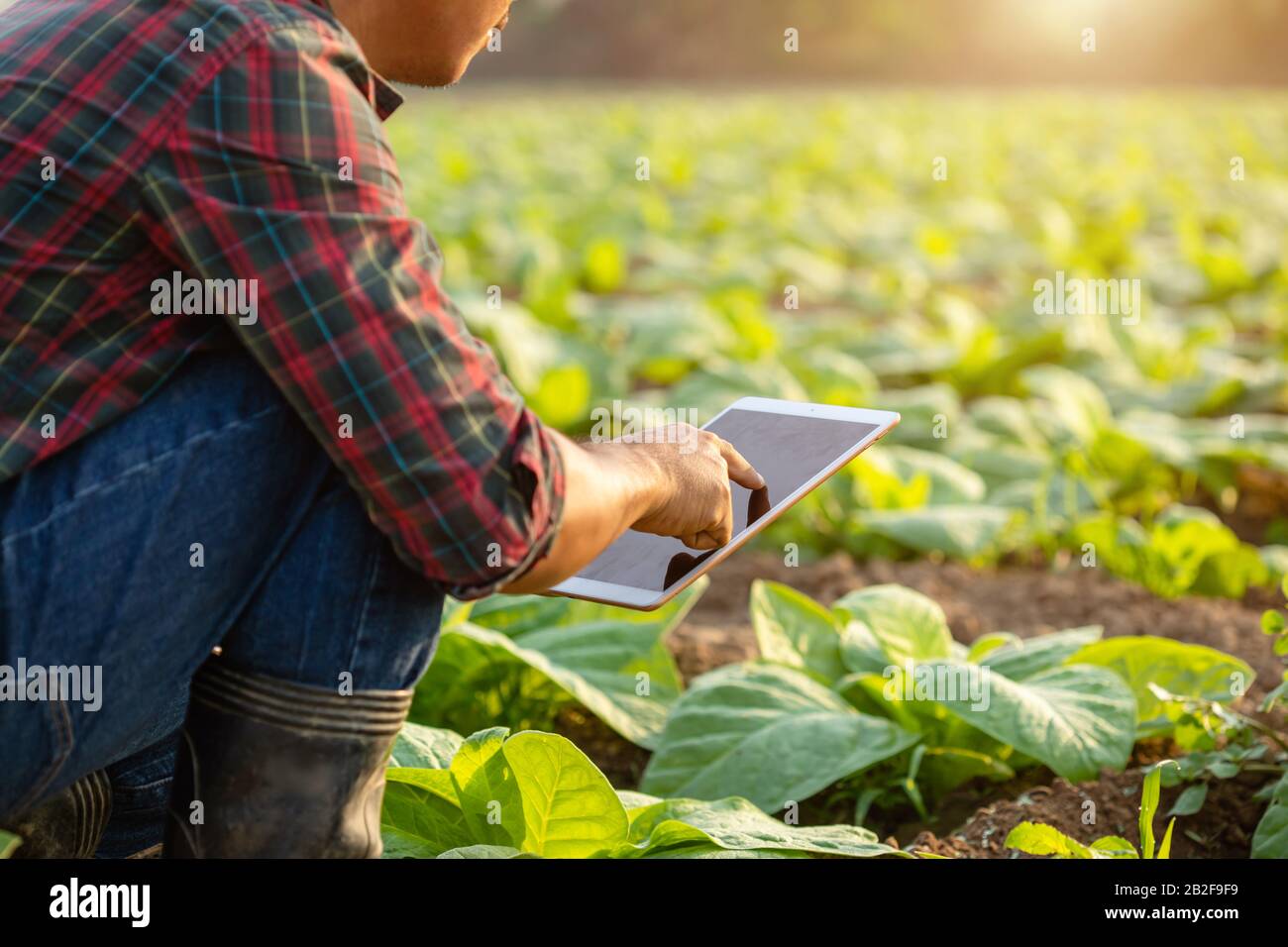Asian young farmer or academic working in the field of tobacco tree. Research or checking the quality after planting tobacco concept Stock Photo