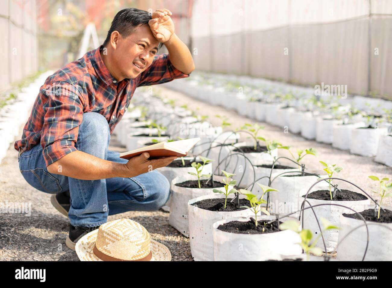 Asian young farmer or academic working in the farm of young green melon. Research or checking after planting concept Stock Photo