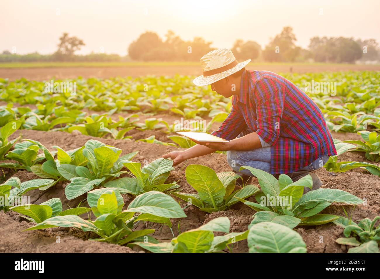 Asian young farmer or academic working in the field of tobacco tree. Research or checking the quality after planting tobacco concept Stock Photo