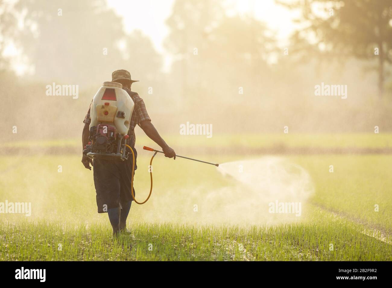 Asian farmer with machine and spraying chemical or fertilizer to young green rice field in morning time Stock Photo