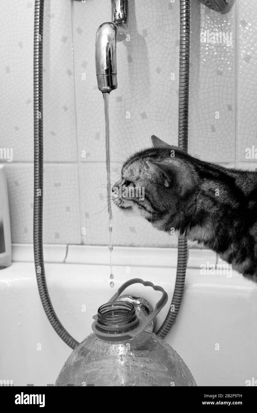 black and white shot of a cat having a habit to drink from a tap Stock Photo
