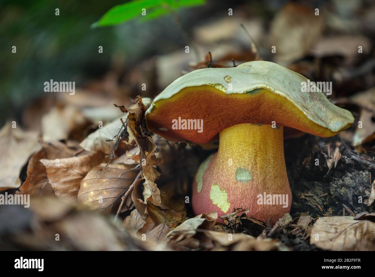 The poisonous fungus Rubroboletus satanas grows in the forests of Central Europe. Stock Photo