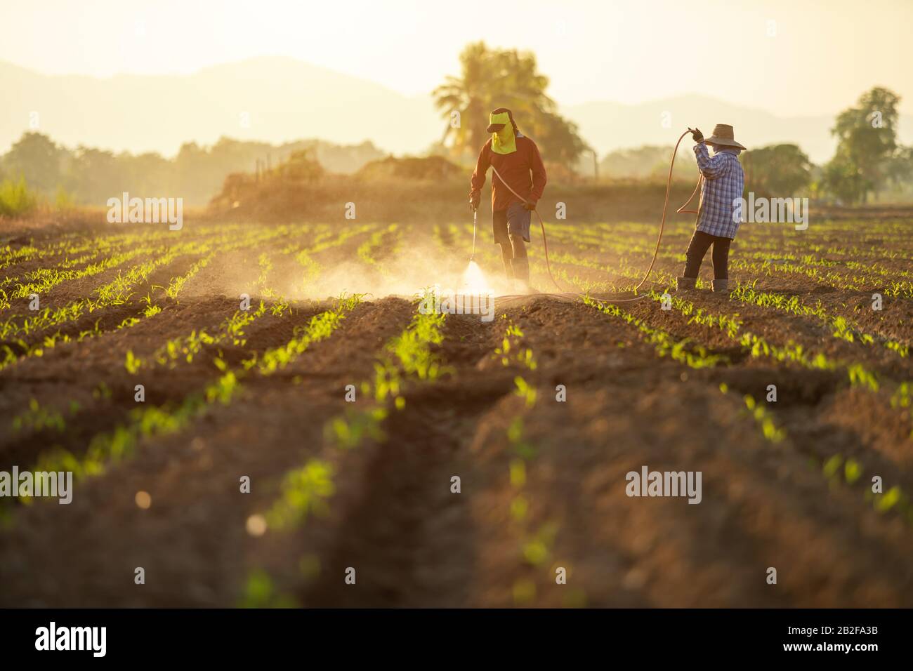 Asian farmer working in the field and spraying chemical or fertilizer to young green corn field in sunset time Stock Photo