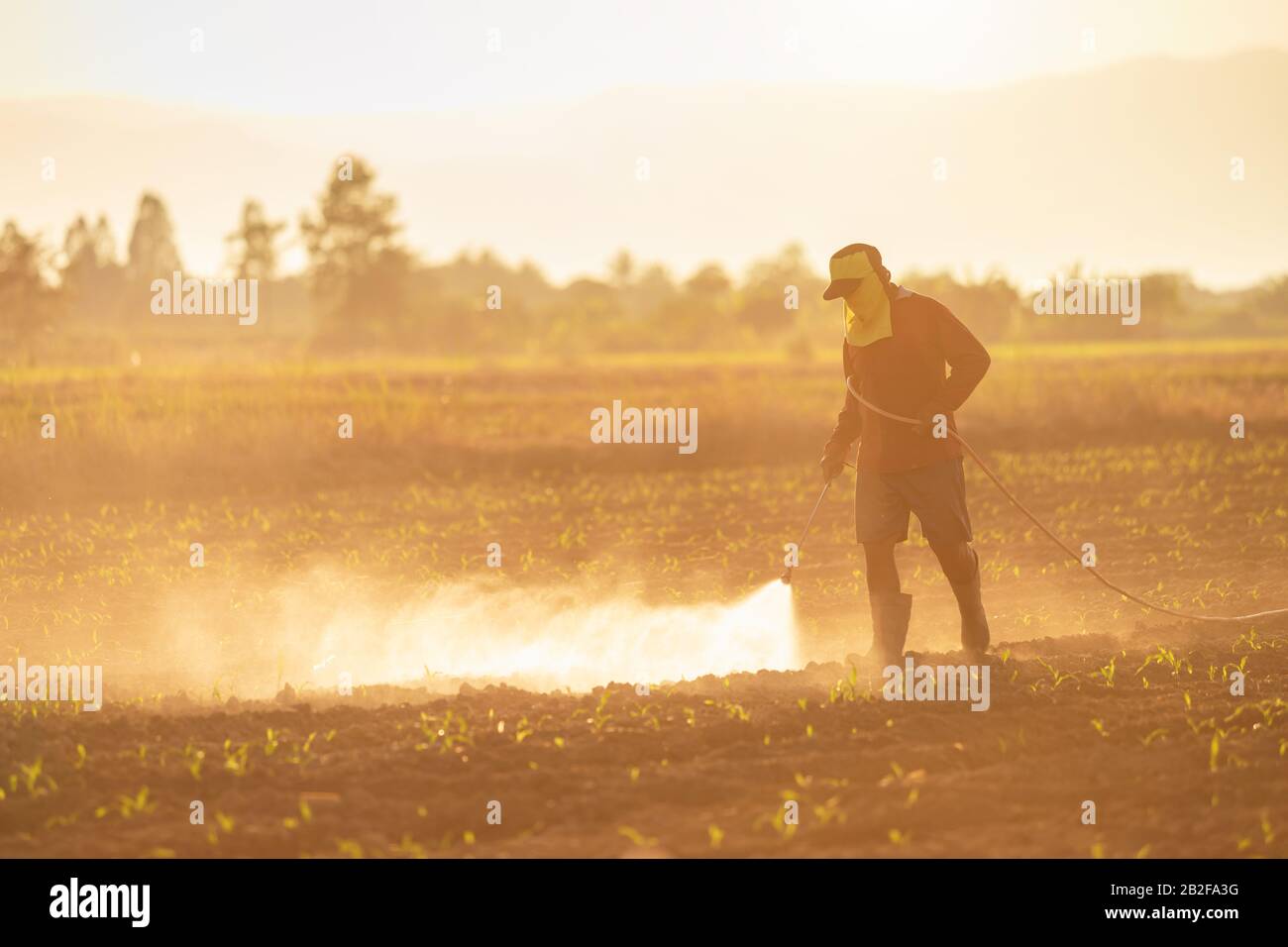 Asian farmer working in the field and spraying chemical or fertilizer to young green corn field in sunset time Stock Photo