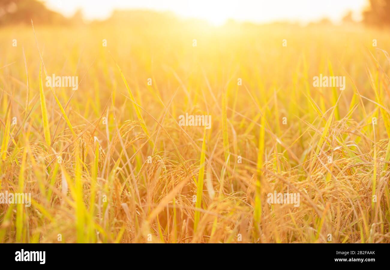 Golden Rice Feild Landscape of golden rice field and beautiful sky sunset in Thailand ...