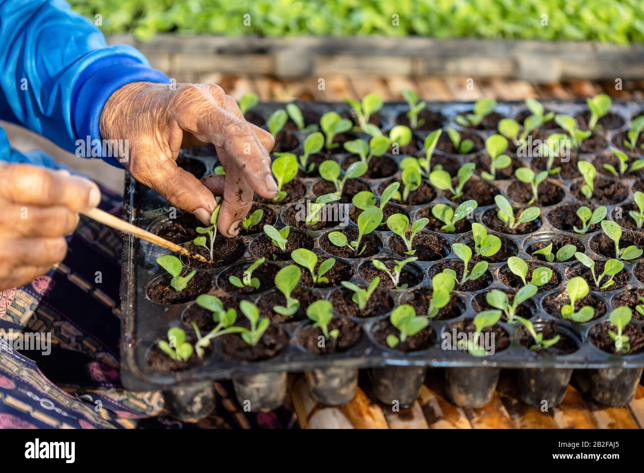 Farmer or agriculturist put the young of tobacco tree in black plastic seedling tray Stock Photo