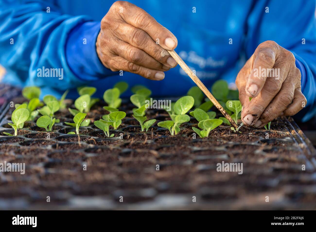 Farmer or agriculturist put the young of tobacco tree in black plastic seedling tray Stock Photo