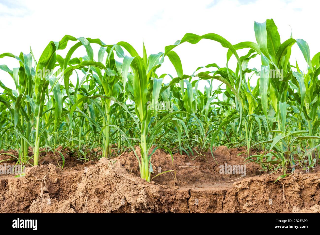 Green corn field, Row of corn plantation near sliding soil texture