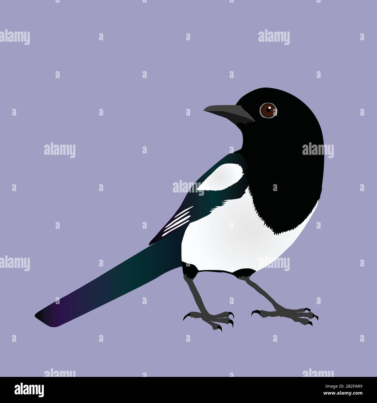 An illustration of a cute magpie Stock Vector