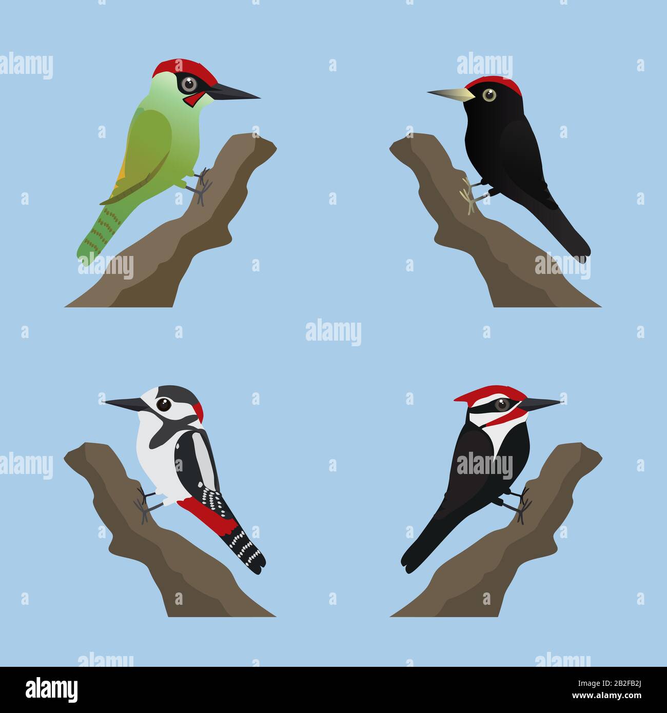 A collection of four different species of woodpeckers. Cute cartoon style. Stock Vector