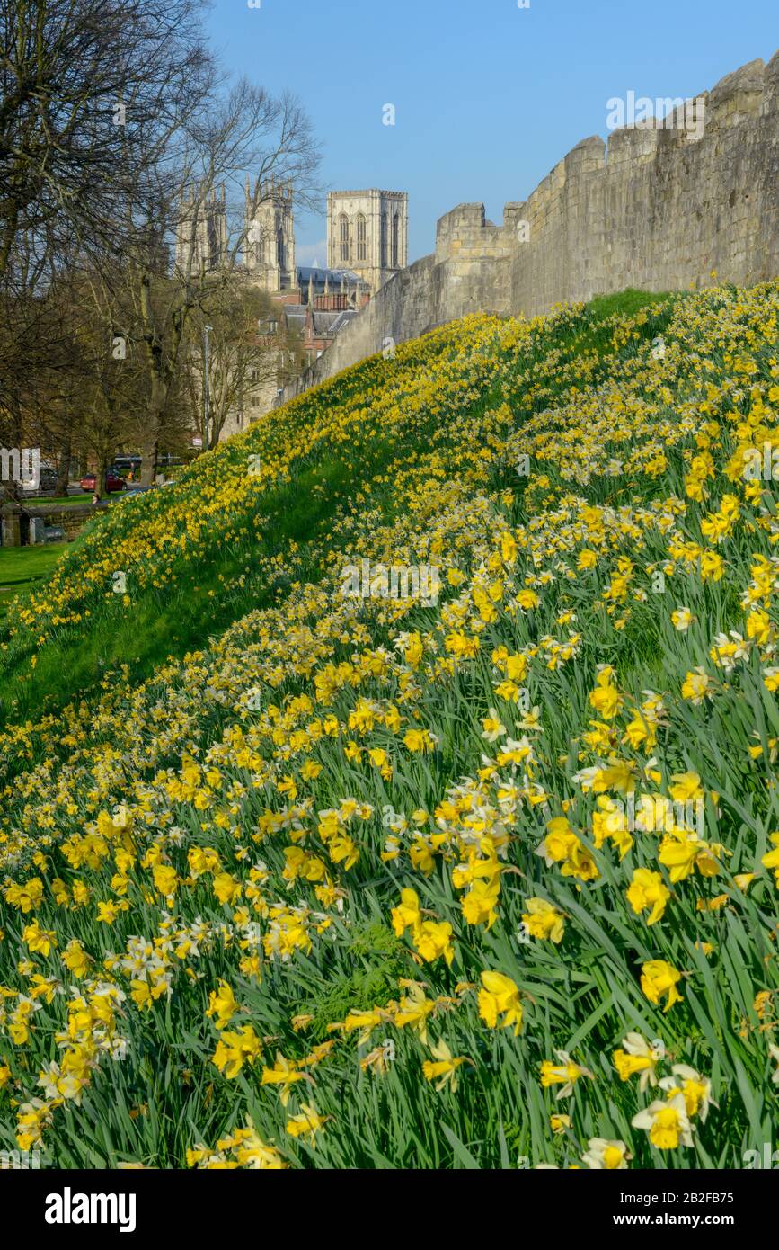 Spring daffodils in flower on York city walls Stock Photo Alamy