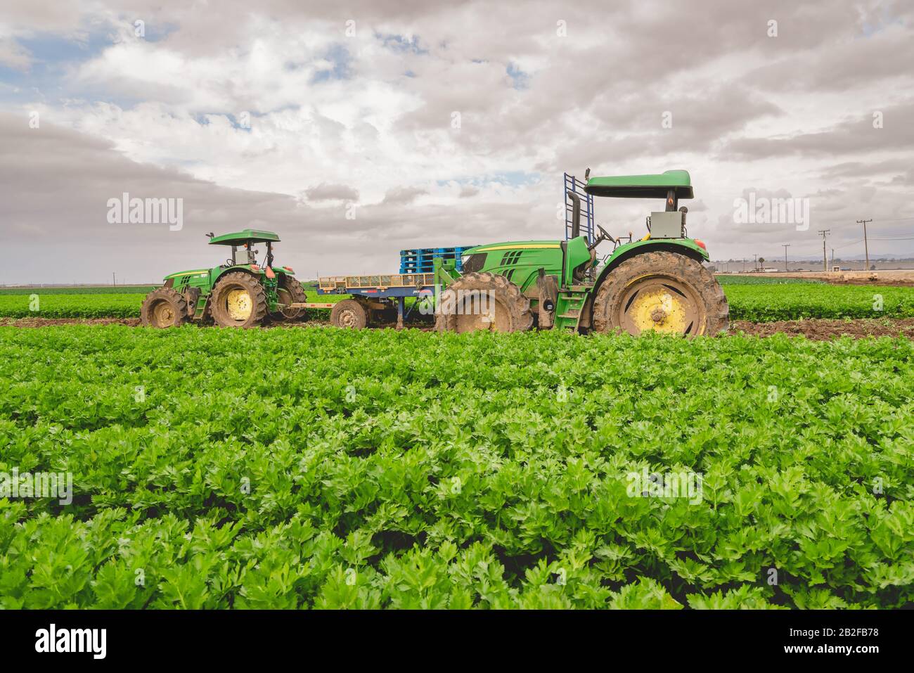 Agricultural field of celery plant and agricultural machines Stock