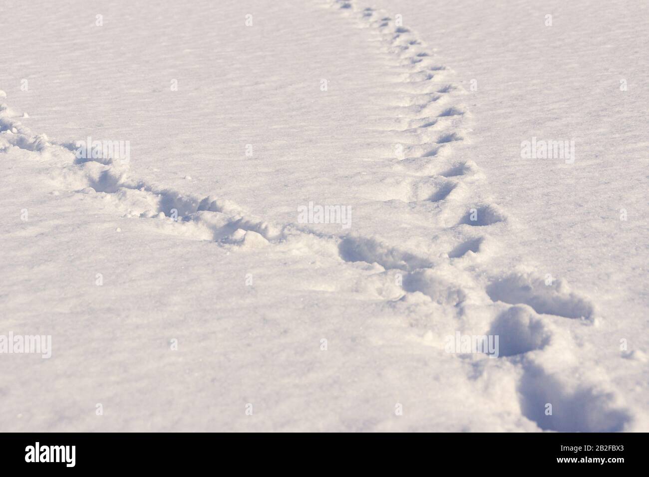 winter evening, two tracks in the snow dispersed in different