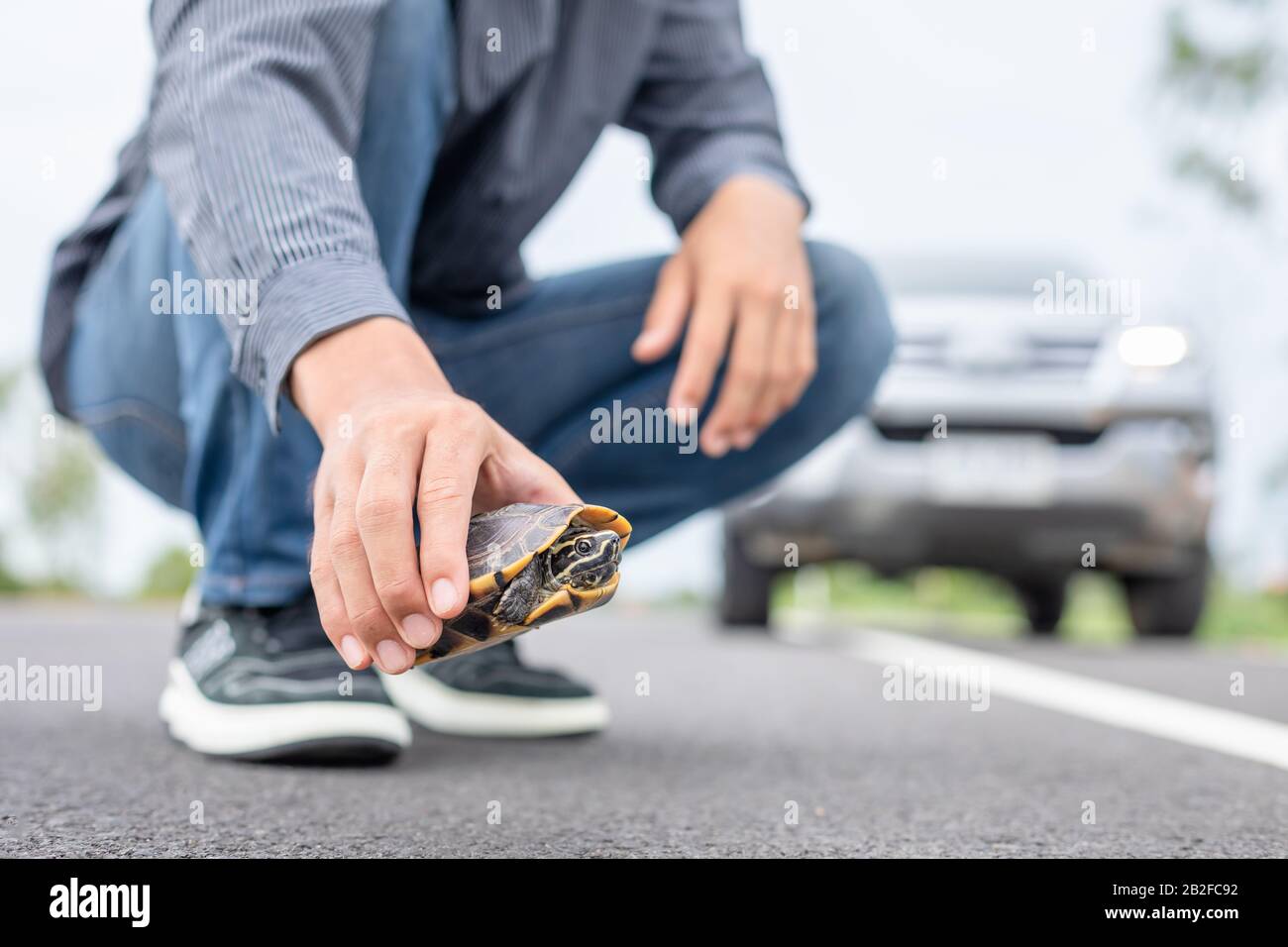 Turtle crossing the road. Driver stop the car and help turtle on the road. Safety and be careful driving concept Stock Photo