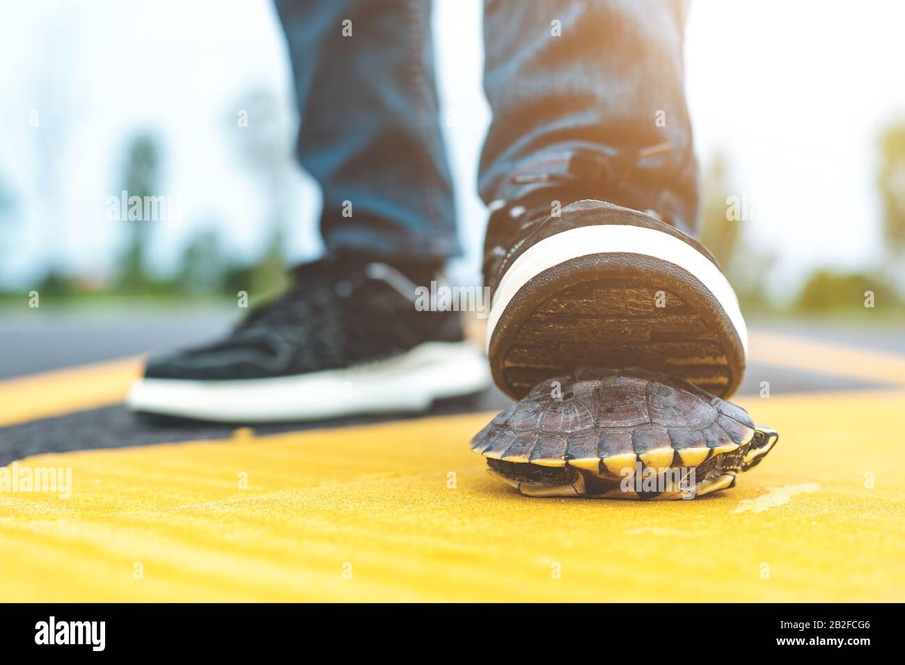 Turtle crossing the road. Driver stop the car and help turtle on the road. Safety and be careful driving concept Stock Photo