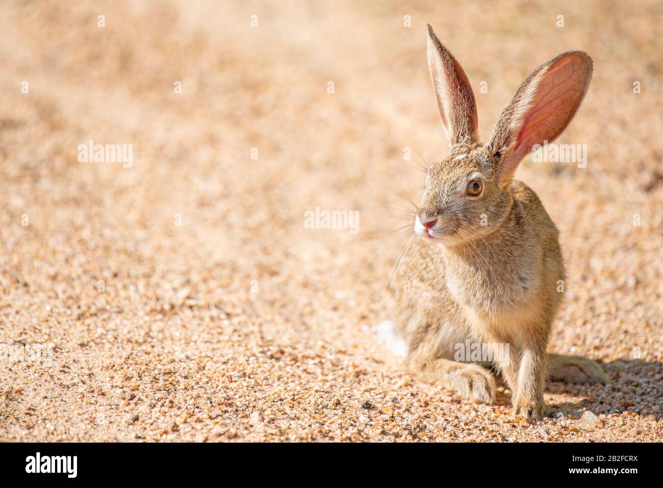 A semi backlit scrub hare - Lepus saxatilis - in the Kruger National Park, South Africa. The lighting enhances details in the blood vessels in the har Stock Photo