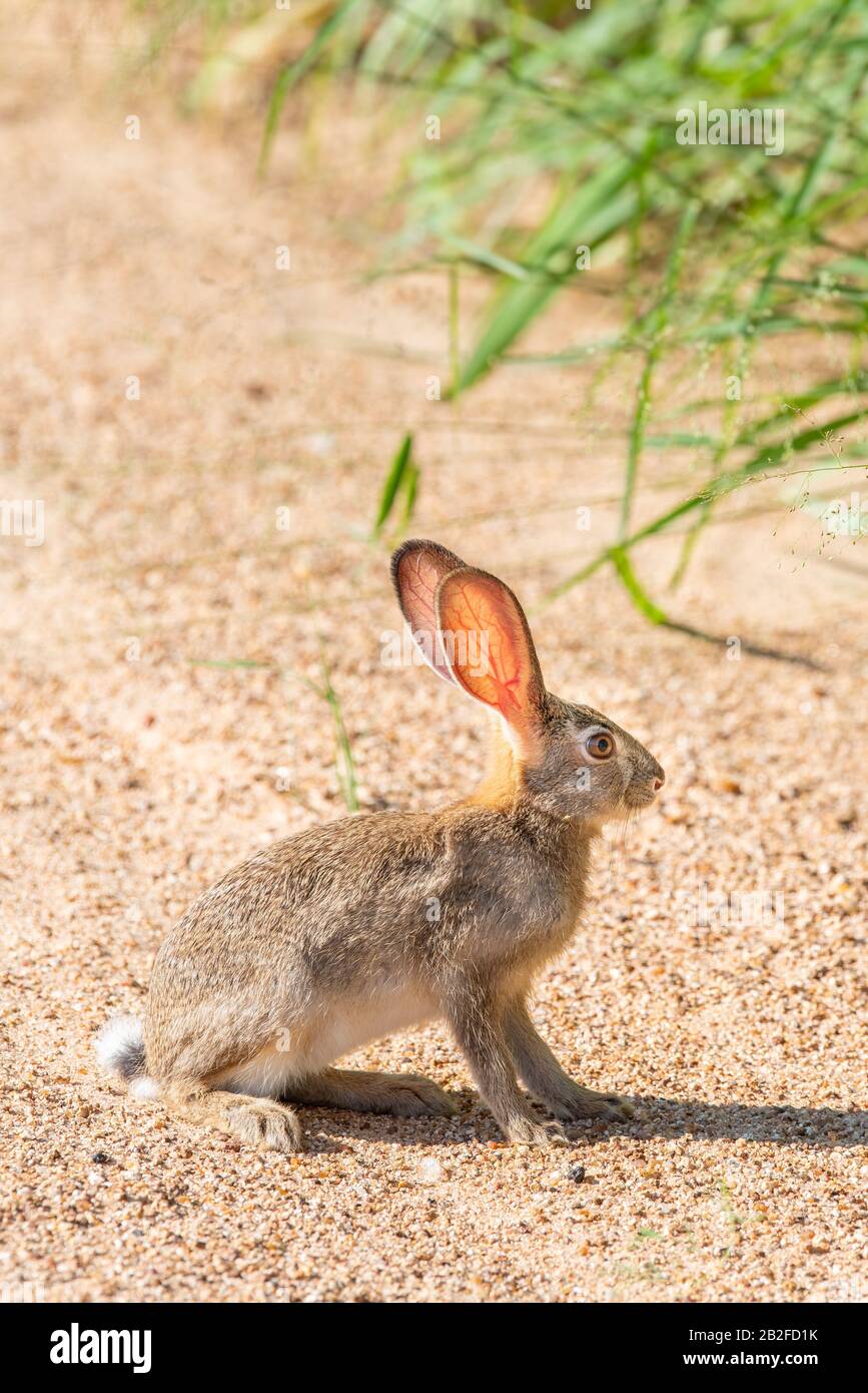 A semi backlit scrub hare - Lepus saxatilis - in the Kruger National Park, South Africa. The lighting enhances details in the blood vessels in the har Stock Photo