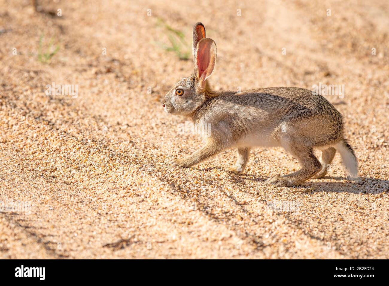 A scrub hare - Lepus saxatilis - tentatively crosses a sandy dirt road with tyre tracks in the Kruger National Park in South Africa Stock Photo