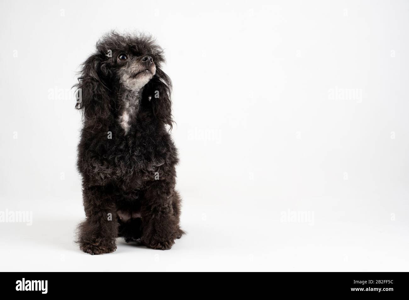 black poodle dog sitting on the floor on a white background Stock Photo ...