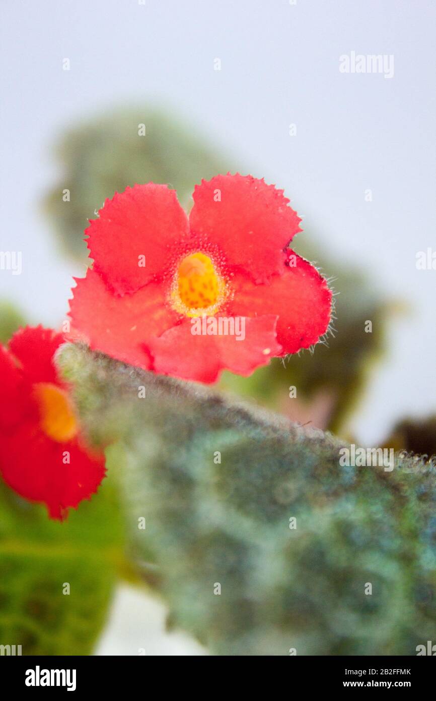 close up view of pink Episcia home plant. Stock Photo