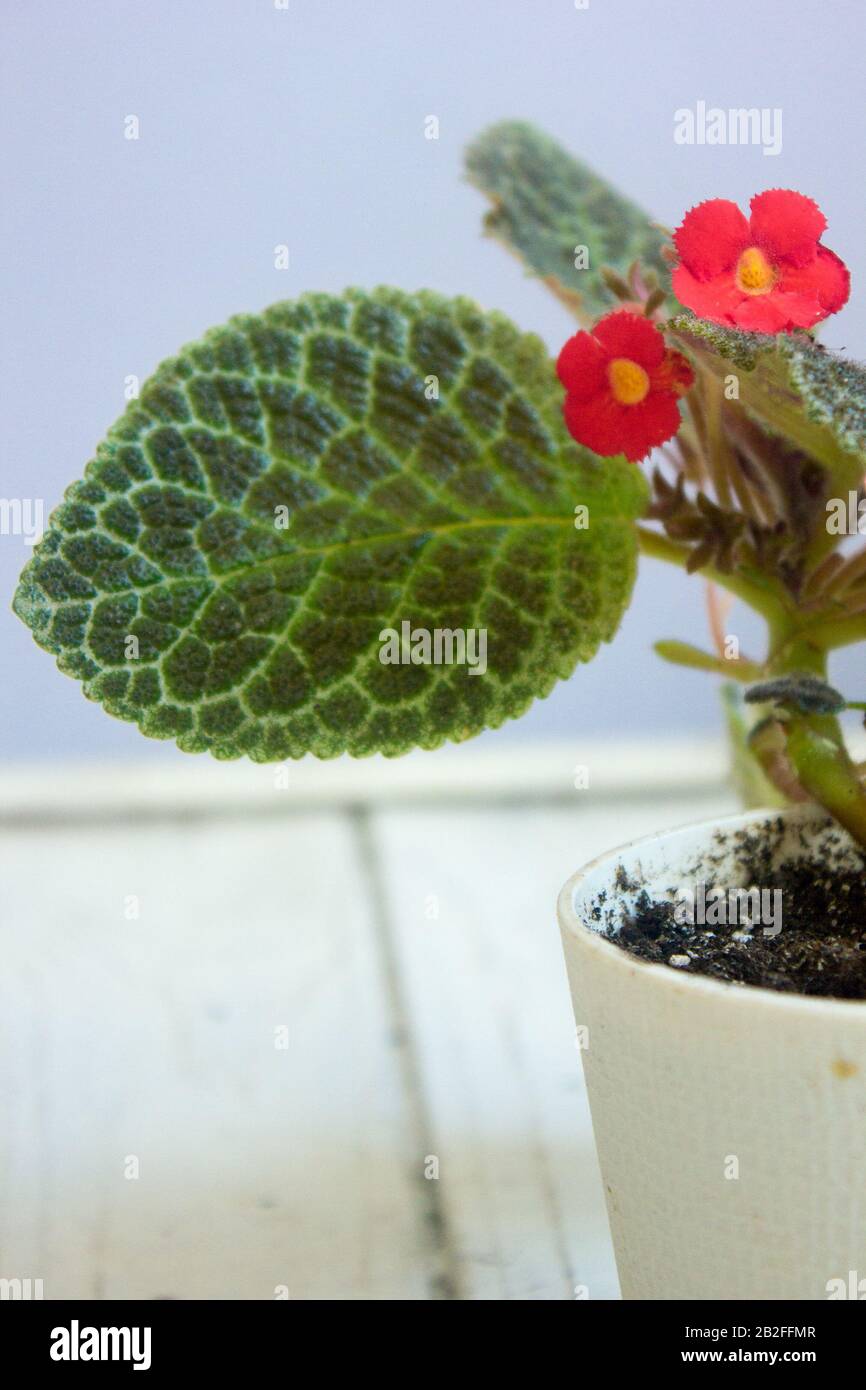 close up view of pink Episcia home plant. Stock Photo