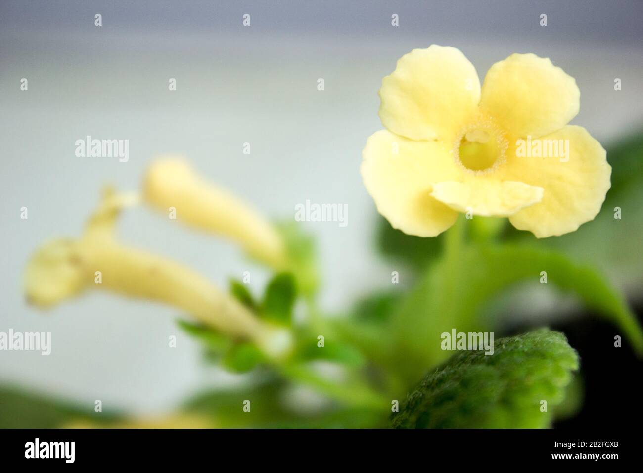 close up view of yellow Episcia home plant Stock Photo