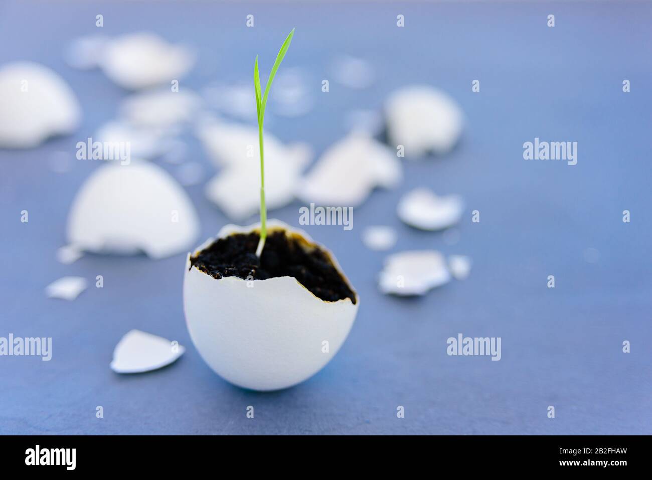 Egg shell with growing sprout. Spring and Easter concept Stock Photo