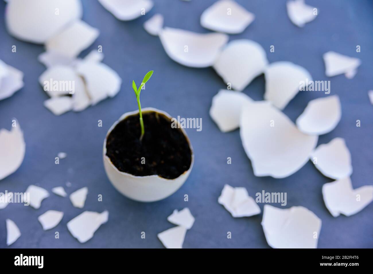Egg shell with growing sprout. Spring and Easter concept Stock Photo