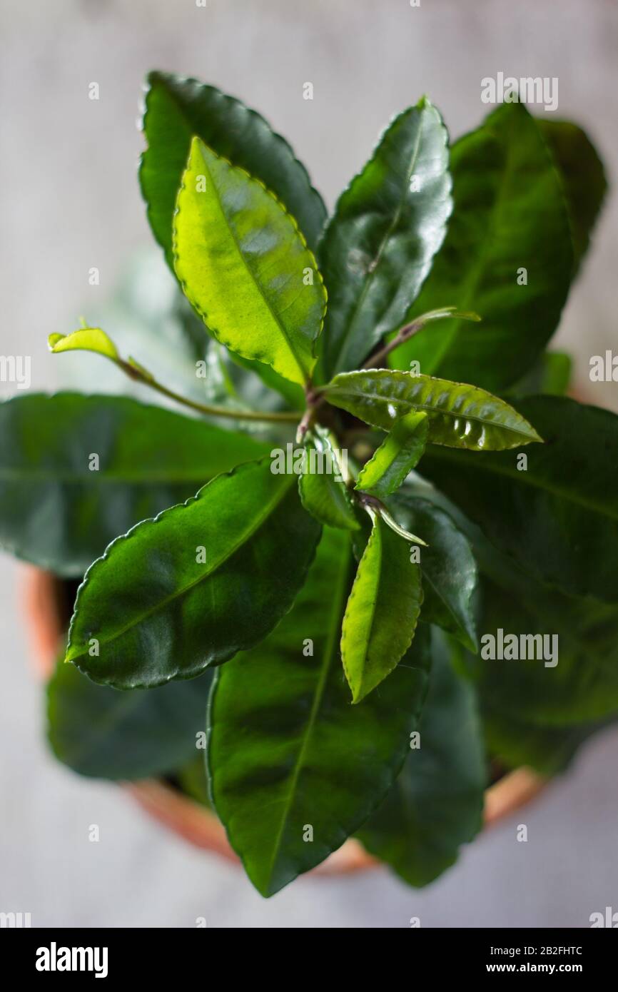 Home planting - Ardisia polycephala, tropical plant cultivating at home. Ardisia plant in clay pot Stock Photo