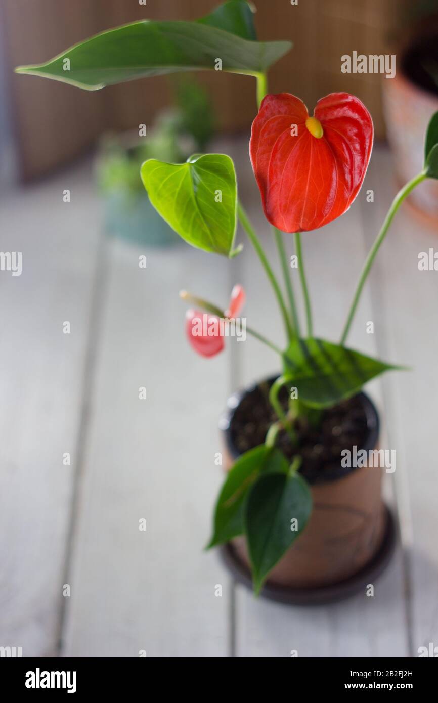 Red anthurium also known as tailflower, flamingo flower and laceleaf.  Anthurium andre in brown clay flowerpot. Homeplant Stock Photo - Alamy