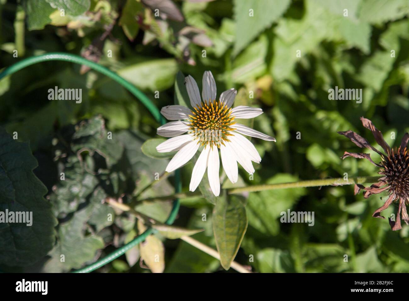 White Echinacea on green background at outdoors. Stock Photo