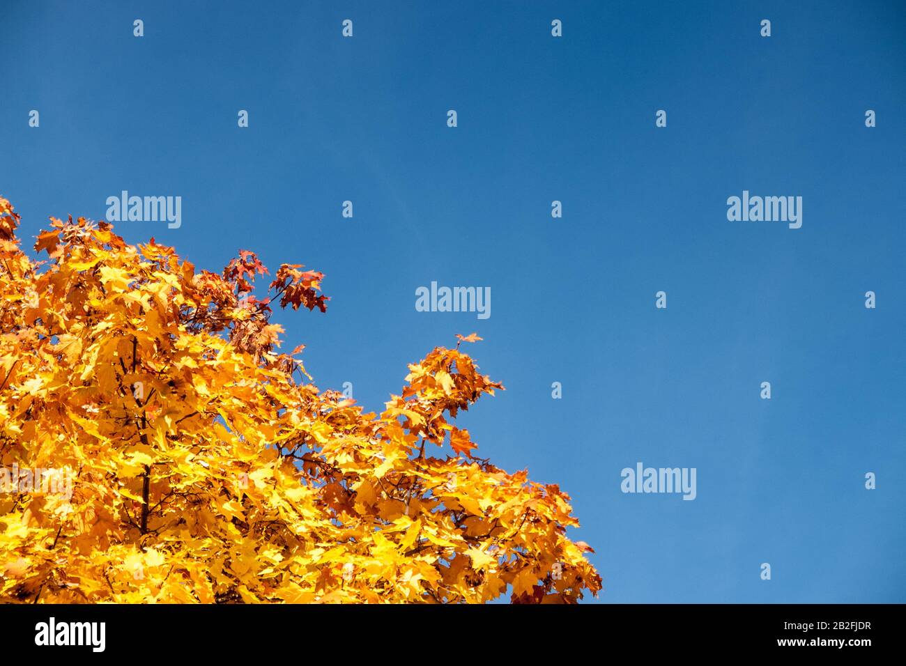 Autumn leaves with the blue sky background Stock Photo - Alamy