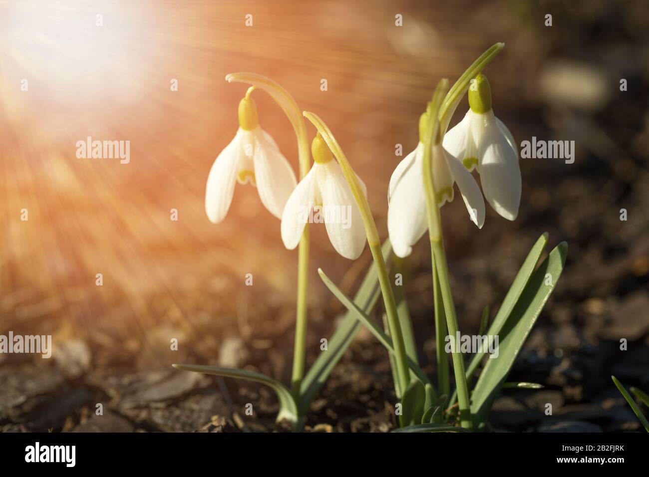 First spring flowers white Snowdrop or common snowdrop Galanthus nivalis in the spring sunshine Stock Photo