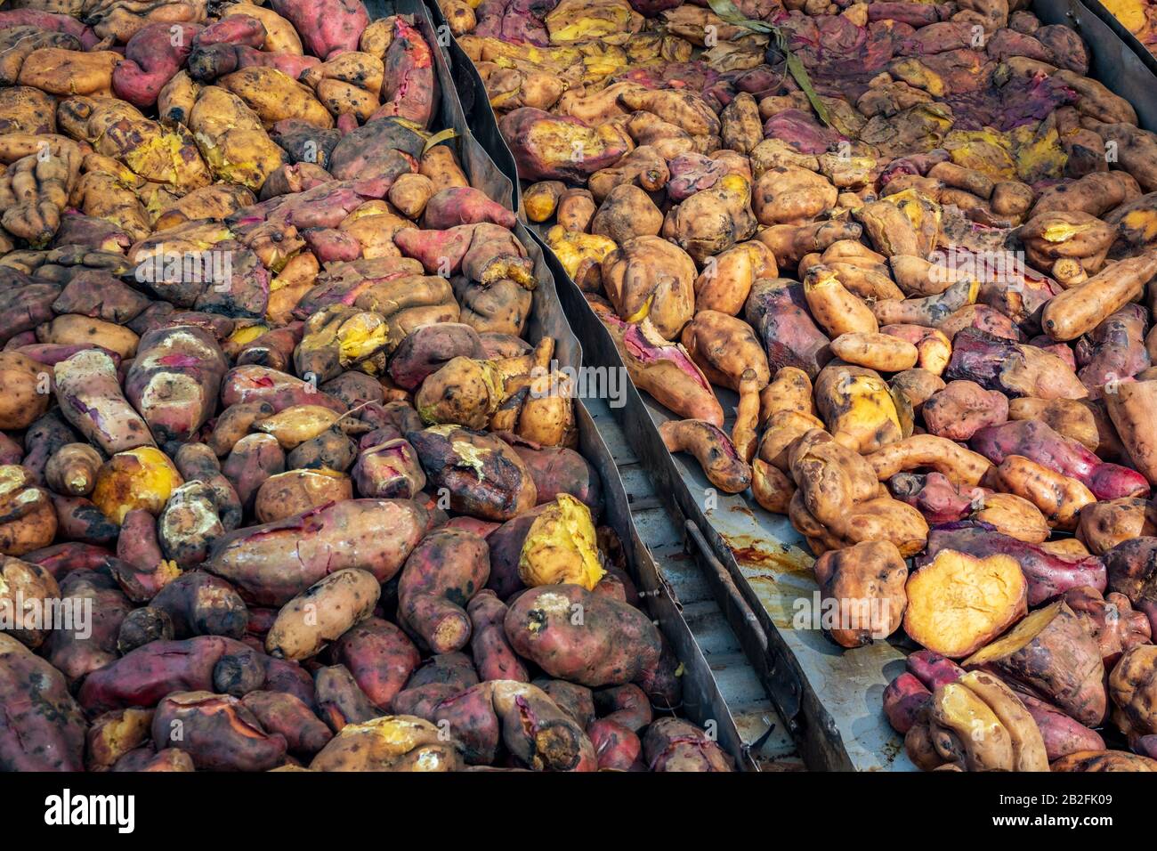 Preparing curanto with vegetables in Easter island Stock Photo